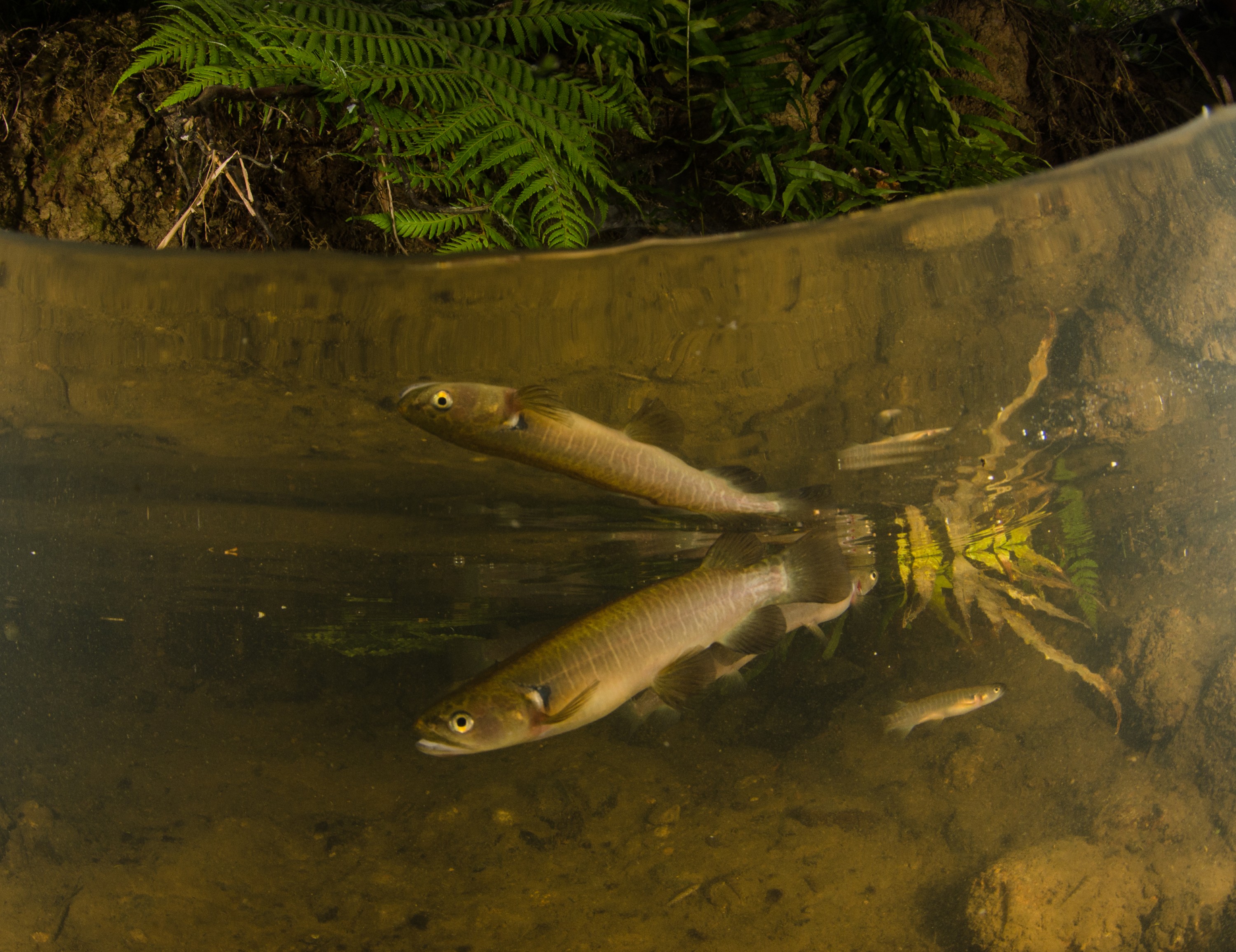 DSC_5375 – Banded, kokopu, Galaxias, fasciatus, home, kaiatea, stream, Crispin, new, zealand, new zealand, freshwater, streams, stream, rivers, galaxid